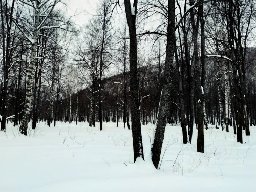 . 2024. Deciduous Forest In Winter.January 24.