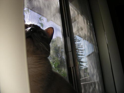 window dreamer (aka mourning dove watcher)