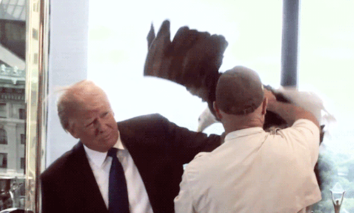 skywalkingreys: sandandglass:  Donald Trump gets attacked by an eagle. This eagle truly represents America. What a majestic symbol.  It’s only fitting that this gets reblogged today 