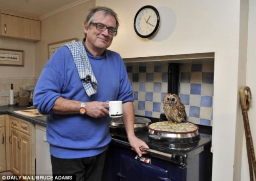 catsbeaversandducks:  Meet Bertie, the owl who is afraid of going outside… and he loves nothing more than helping his owner make a cup of tea! Bertie, the three-year-old tawny owl that is agoraphobic. He shares a farmhouse with his owner Peter Middleton,