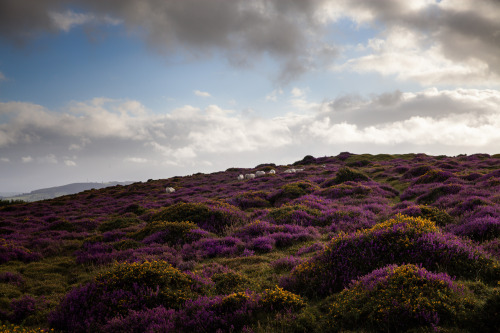 ardley: The Quantock Hills, Somerset UK 2020 (Series overview)Photographed by Freddie Ardley