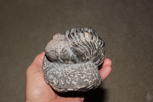 arockmaniac:Phacops.  Devonian.  Morocco.  Six inches from nose to tail. 