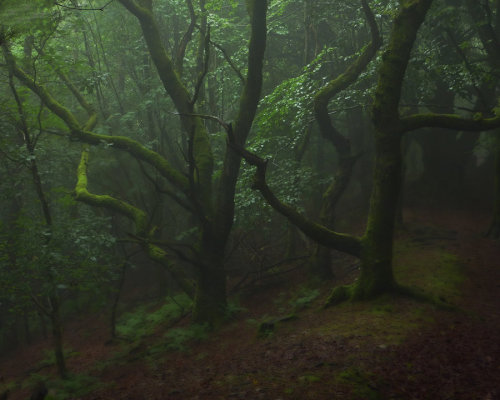 cuiledhwenofthegreenforest:DARK FOREST 2 by TADBEER