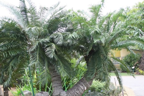 Cycas mediaC David J. Stang, CC 4.0