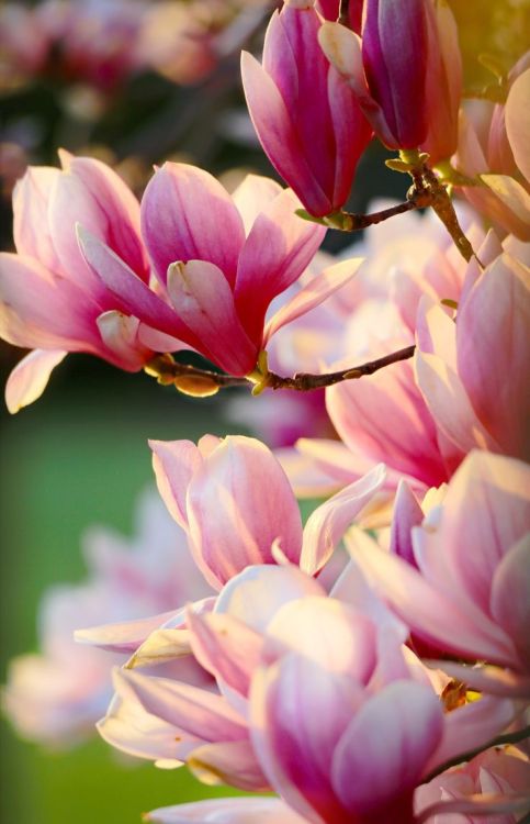 gardenofgod:Photography: Magnolia Macro, by J. Michael Darter.