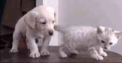endless-puppies:Puppies and kittens playing