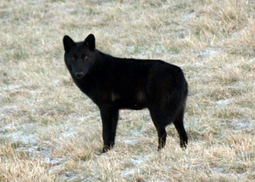 The world of wolves &#8212; if black wolves are the result of wolfxdog...