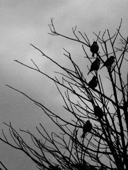 jiji-de-jiji:  Sparrows ©juri 