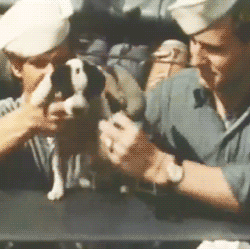 gainesm:  nitratediva:  More than 70 years ago, on June 6, 1944, two American servicemen—preparing for the D-Day landing—attached a miniature life vest to a puppy. This Kodachrome footage was, I believe, captured by Hollywood director George Stevens