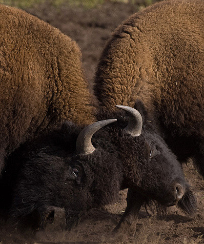 chillypepperhothothot:American Bison - Bison bison by ER Post on Flickr.