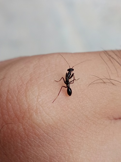 bettalbimarginata: onenicebugperday:Asian ant mantis, Odontomantis planiceps, HymenopodidaeFound thr