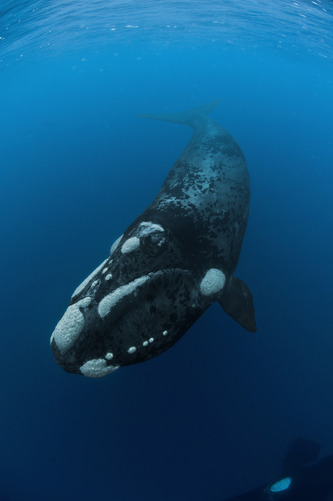 thelovelyseas:  A southern right whale in waters off the Auckland Islands by Brian J Skerry