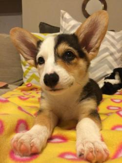 cute-overload:  My 12 week old corgi Nubby