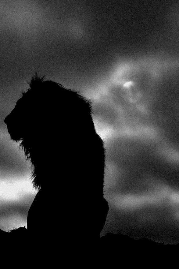 The King ..under the moonLT