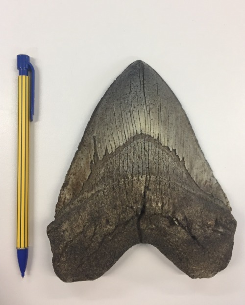 Carcharocles/Otodus megalodon tooth 