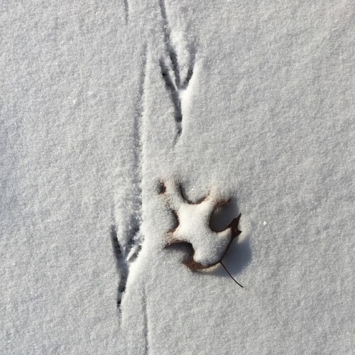 Bird Tracks In The Snow. . . #tracks #snow #snowtracks #bird #birds #birdsofinstagram #snowfall #prints