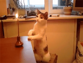 Volevo un gatto