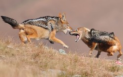 Scrapping Over Scraps (Black-Backed Jackals Fighting In Giant’s Castle Nature Reserve,
