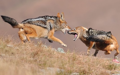 Scrapping over scraps (Black-backed Jackals porn pictures