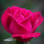 bored-roses
