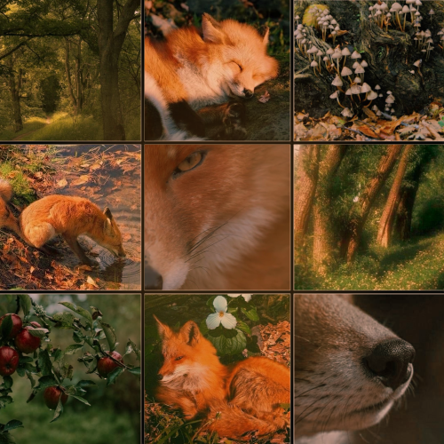 Could I Get A Red Fox Mood Board And Maybe Some Activities To Do While In A Shift That Would Make Me