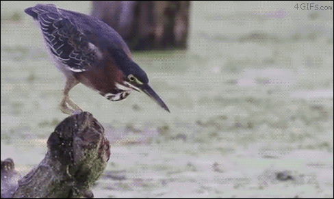 remus-christmasjumpers-lupin: answrs:  iheartvmt:  erraticartist:  cupsnake:  You know what the Green Heron is basically the best heron because it is like 90% neck so when it is all folded down it looks like a giant head with wings and legs  but then