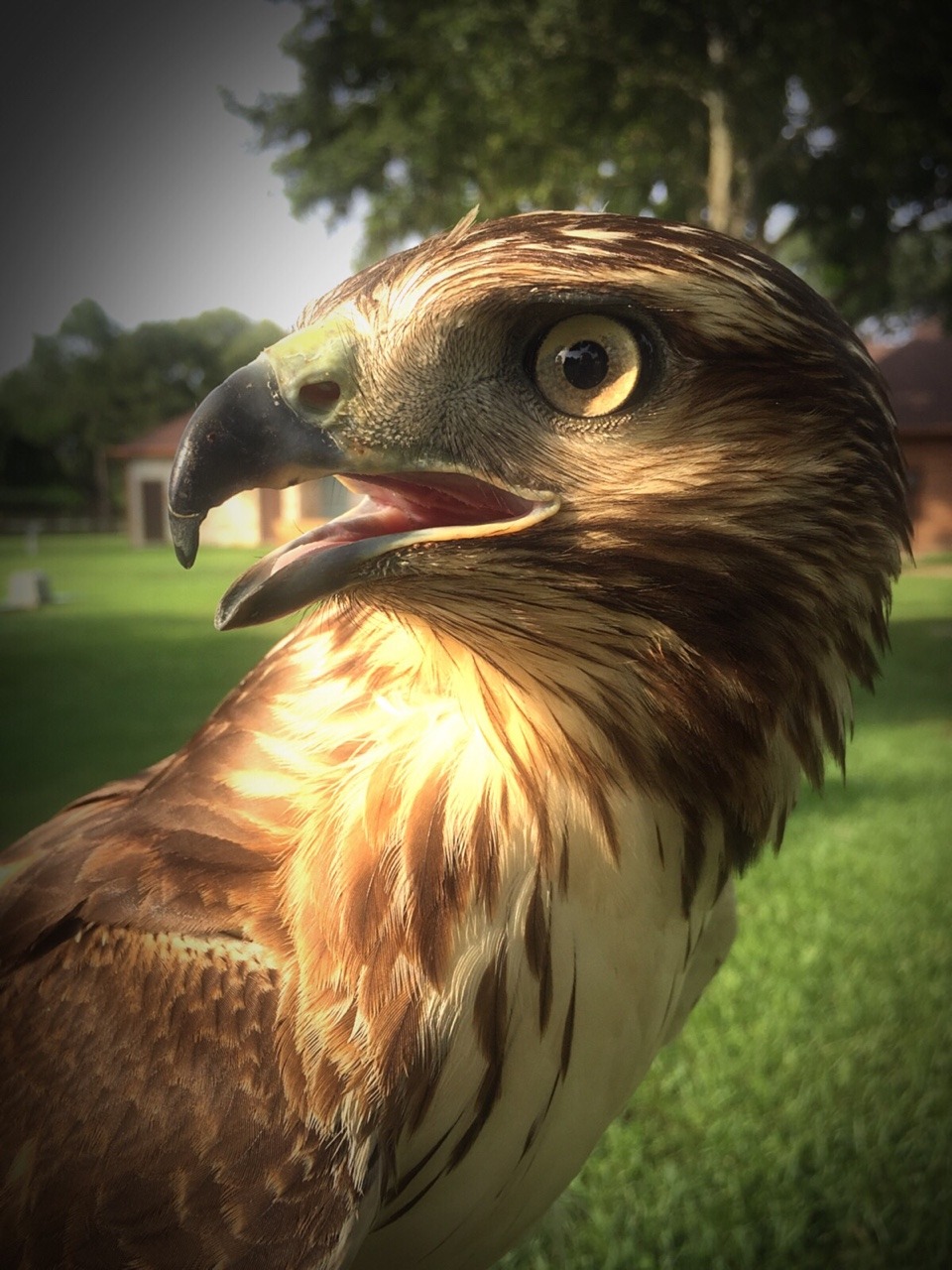 chasingthehawk:  Heat That Texas summer is coming, Cooter might need central AC in
