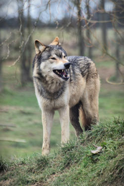 Elegantwolves:   	Wolf By Matt    	