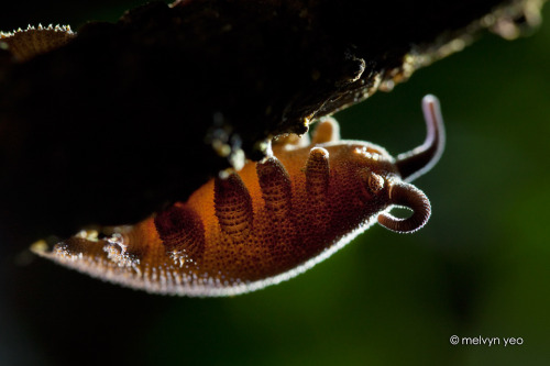 onenicebugperday: Velvet Worm, SingaporePhotos by Melvyn Yeo // Instagram // Facebook