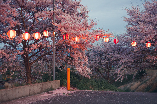 Lootbox 二上山駅の桜 Lootbox 二上山駅の桜