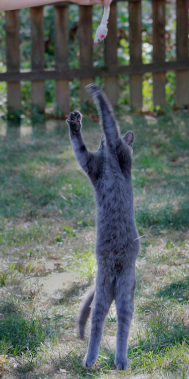 mischiefandmay:My neighbor’s kitten, with his favorite toy.