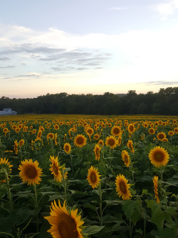 saccstry:  I like that backwards sunflower,