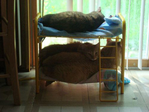 Porn alissawonderland:  haleyhasablog:  Cats on photos