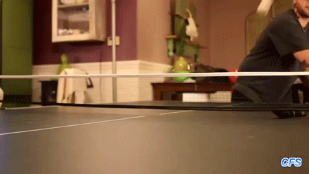 sizvideos:  These cats love to play ping-pong (Video) 