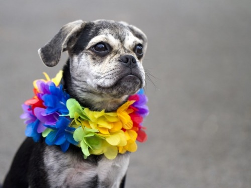 butchsakura:art-nimals:Happy Pride!  Images: Bustleim so glad these gay dogs can be themselves