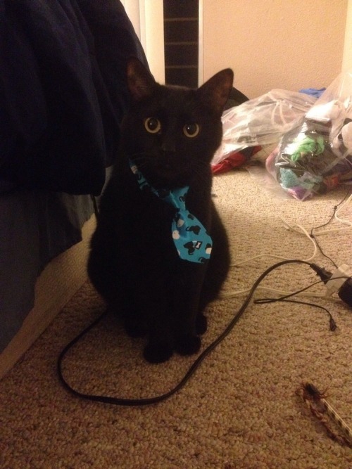 catsbeaversandducks:Successful Business Cats Who Have a Message for You“Bad news. I need you to work on Caturday.”Photos via Cats in Business Attire