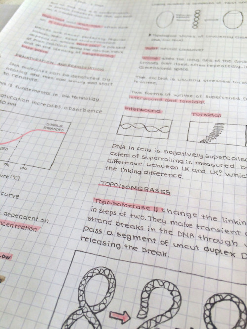 Some of my molecular genetics notes + last week’s sunset :) 