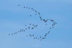 lustik:  Geeses making pattern like a bird. March 19 Sweden. Photo by Axel Hagström. 