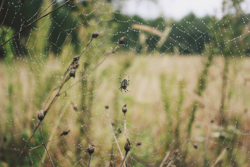 Spider web on a rainy morning