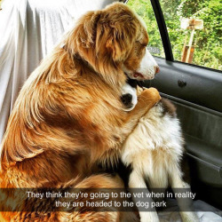 daily-funnyanimals:  Off to the vet