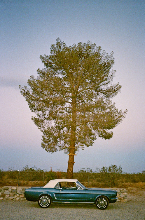 Mustang / Pearblossom, CA 2015As seen in my new photo book Mercury Retrograde now available from Dea