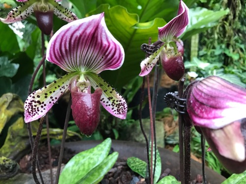 irungracepace:Singapore Botanical Garden!