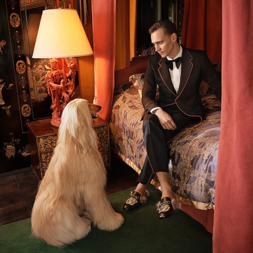 lokitvsource: Tom Hiddleston for Gucci (2017)