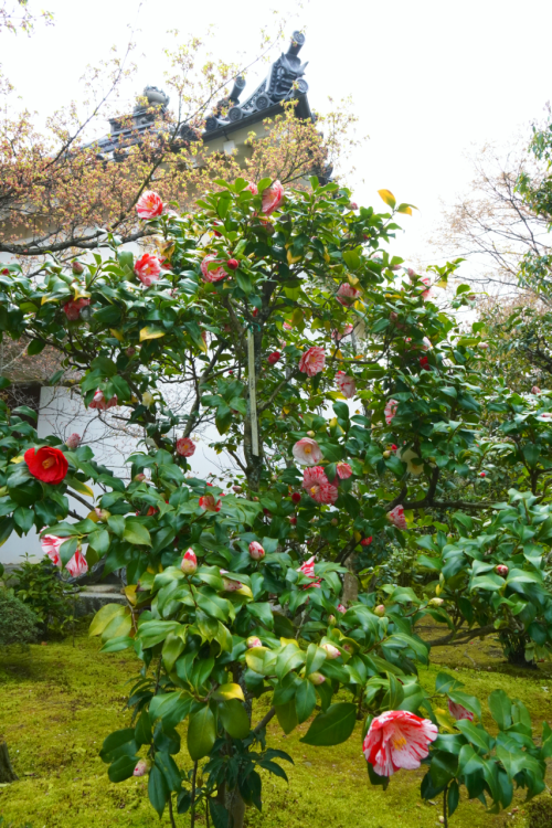 chitaka45:京都 法金剛院 待賢門院桜 桜2020 Kyoto Hokongoin cherry blossoms