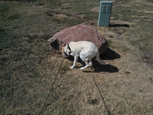 Porn photo She had to sniff the big rock