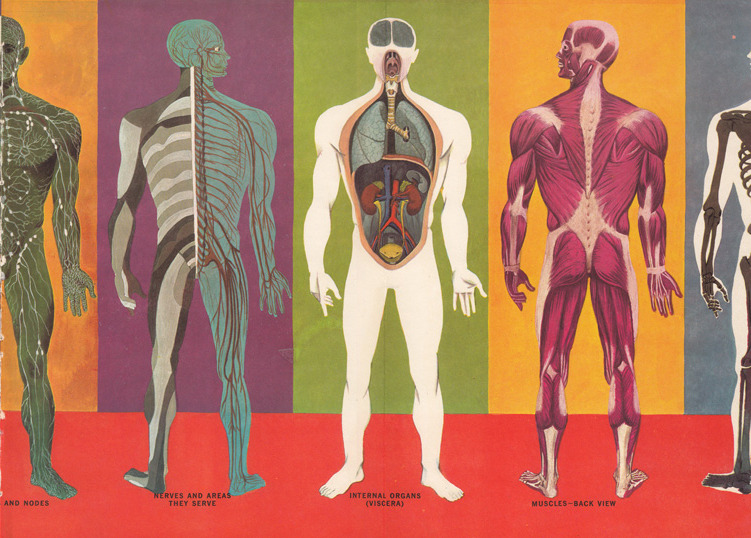 The Human Body: What It Is and How It Works, in Vibrant Vintage  Illustrations circa 1959 – The Marginalian