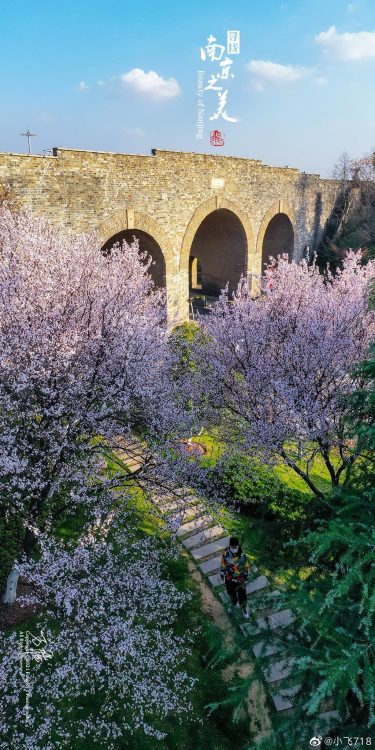 fuckyeahchinesegarden:spring in nanjing, jiangsu province by 小飞718