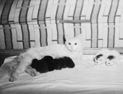 yesterdaysprint:  Momma cat nurses baby bunnies,