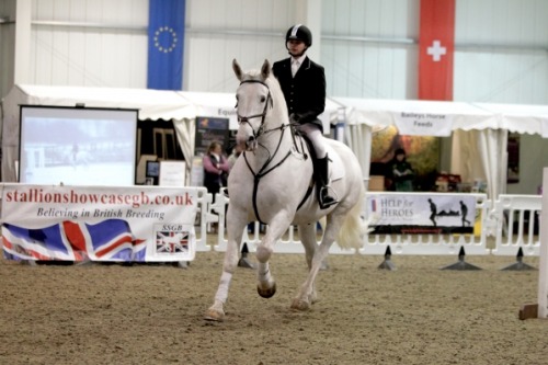 all-the-horses:Balinmore Irish Rebel Rebelara x Irish Charm Irish Draught, Stallion 16.2hh Born 20