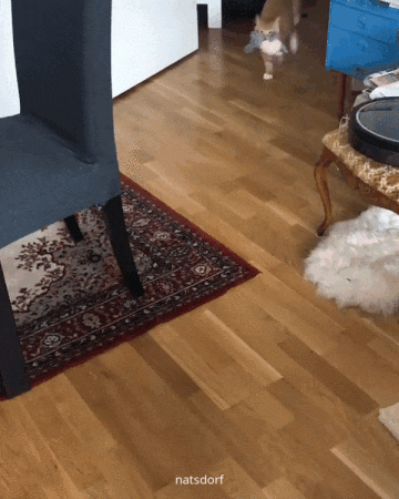terrafirma80206: thenatsdorf:  “I wanna fetch. Please throw.” (via primuscat)  🐾🐾💕💕 